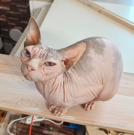 Sphynx adulta