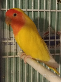 Pappagalli inseparabili