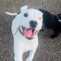 Dogo argentino femina