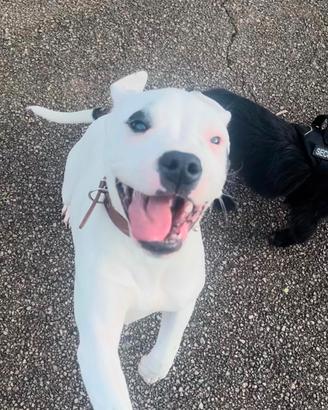 Dogo argentino femina