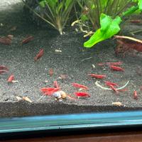 Caridine red cherry gamberetto acquario