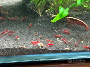 Caridine red cherry gamberetto acquario