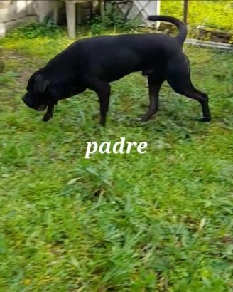 Cane corso