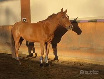 Cavallo da salto Italiano