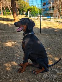 Cucciolo di dobermann 3 mesi