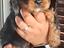 Immagine 3