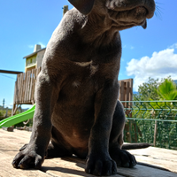 CucciolA femmina GRIGIA cane corso