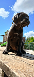 CucciolA femmina GRIGIA cane corso