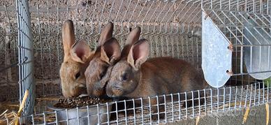 Conigli belga mix blue