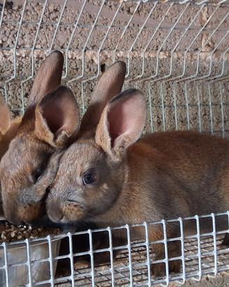 Conigli belga mix blue