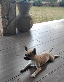 chihuahua 