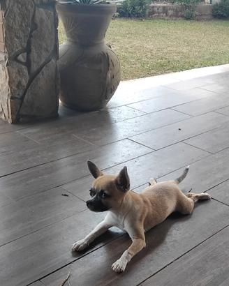 chihuahua 