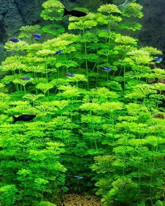 Limnophila sessiliflora Pianta Acquario