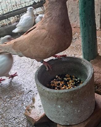 Colombo Sottobanca Modenese