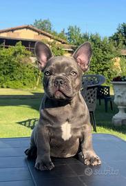 Bulldog