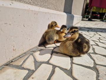 Pulcino anatra germano