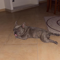 Bulldog