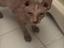 Immagine 4