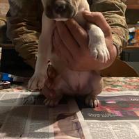 Amstaff con pedigree