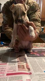 Amstaff con pedigree