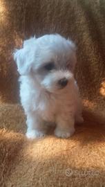 Maltese toy
