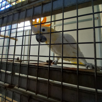 Cacatua