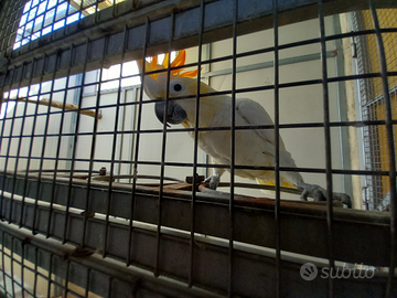 Cacatua