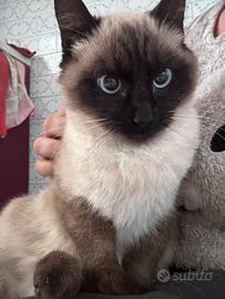 Gatto siamese