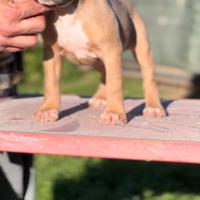 American pitbull terrier