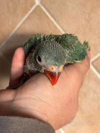 Pappagalli pulli parrocchetti dal collare baby