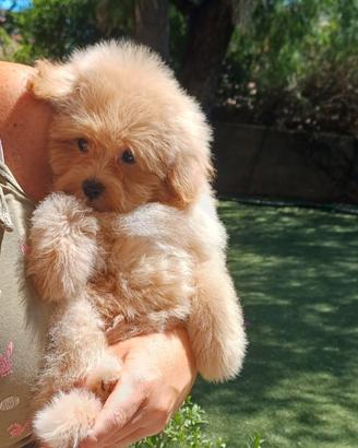 POMAPOO/Barboncino toy/spitz di pomerania
