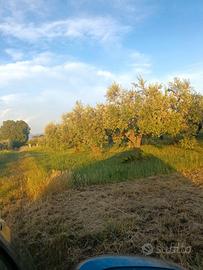 Uliveto di 5000 mq con circa 130 piante