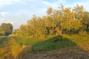 Uliveto di 5000 mq con circa 130 piante