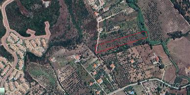 Oliveto di 8216 mq loc. Monte Carru
