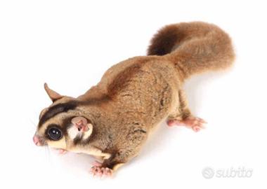 Petauro dello zucchero