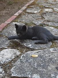 Dolcissima cucciola di gatto di circa 3 mesi