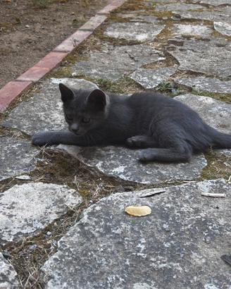 Dolcissima cucciola di gatto di circa 3 mesi