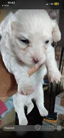 Maltese bianca/o