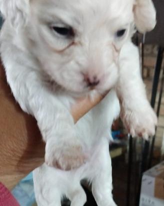 Maltese bianca/o