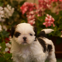 Shih tzu