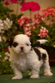 Shih tzu