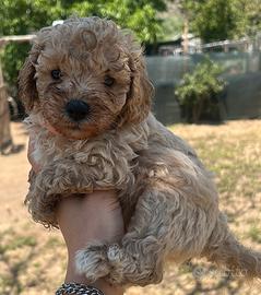 Maltipoo