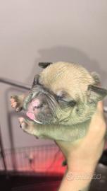 American bully POCKET