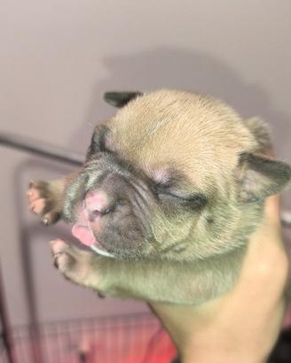American bully POCKET