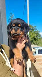 Rottweiler