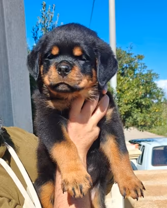Rottweiler
