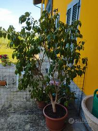 pianta ficus 