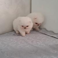 Cuccioli di spitz pomerania con pedigree