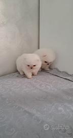 Cuccioli di spitz pomerania con pedigree