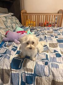 Maltese Toy